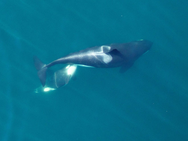 Mobley the hexacopter captures images of a nursing calf.